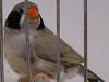 Der Vogelhändler.jpg Der Vogelhändler.jpg